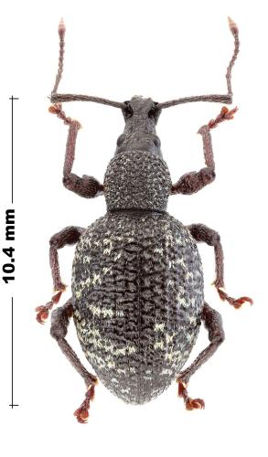 Otiorhynchus sp.